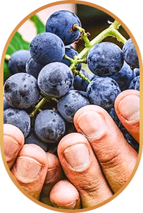 Resveratrol