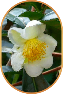 Camellia sinensis