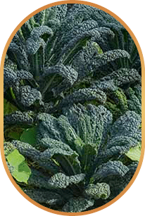 Glutathione ingredient