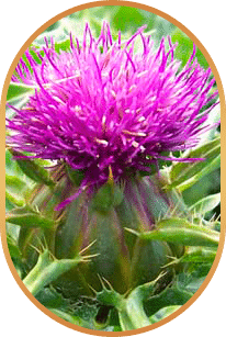 Silymarin ingredient